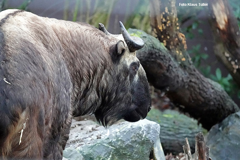 Weiblicher Mishmi-Takin MINJA am 26. Dezember 2021 auf der Außenanlage im Grünen Zoo Wuppertal (Foto Klaus Tüller)