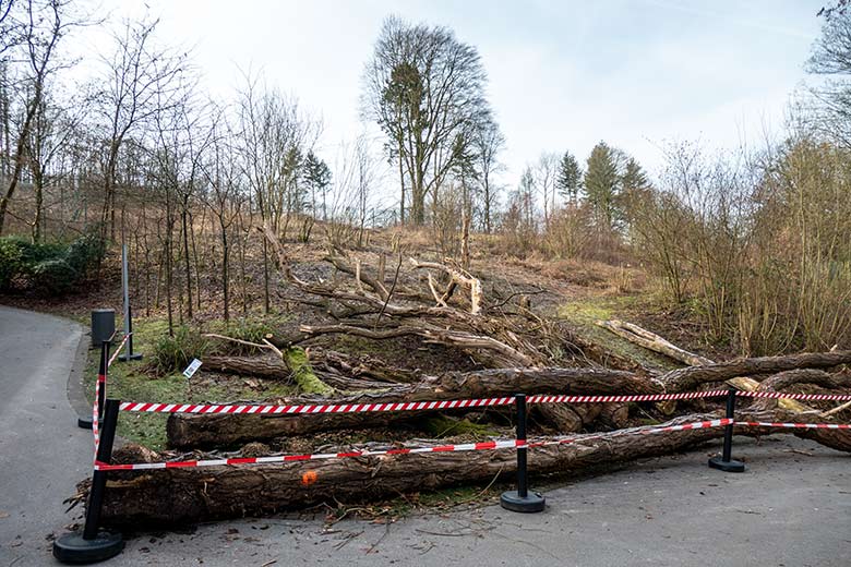 Holzlagerplatz am 12. Februar 2022 am Weg neben dem Löwen-Haus im Zoo Wuppertal