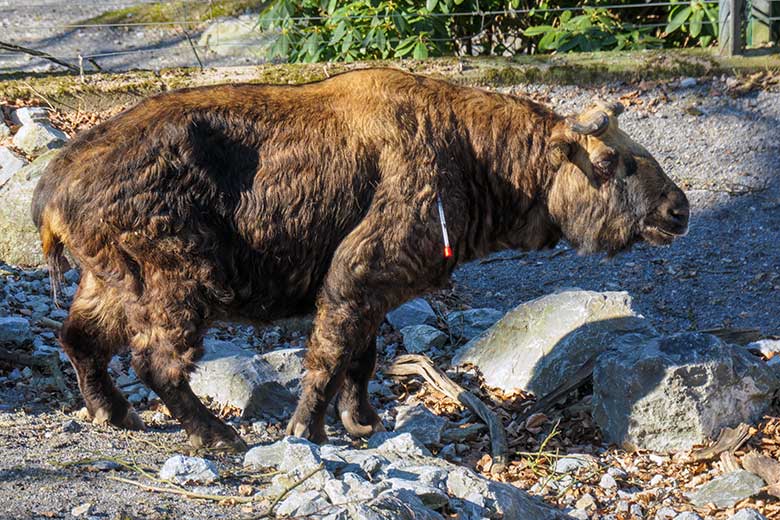 Mishmi-Takin-Kuh ROLI mit veterinär-medizinischer Spritze am 9. März 2022 auf der oberen Außenanlage im Grünen Zoo Wuppertal