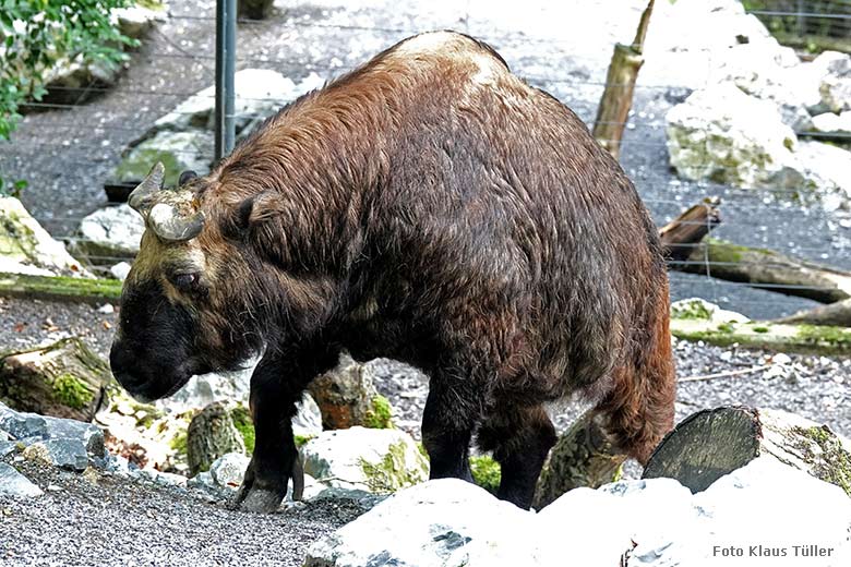 Mishmi-Takin-Kuh ROLI am 11. September 2022 auf der Außenanlage im Wuppertaler Zoo (Foto Klaus Tüller)