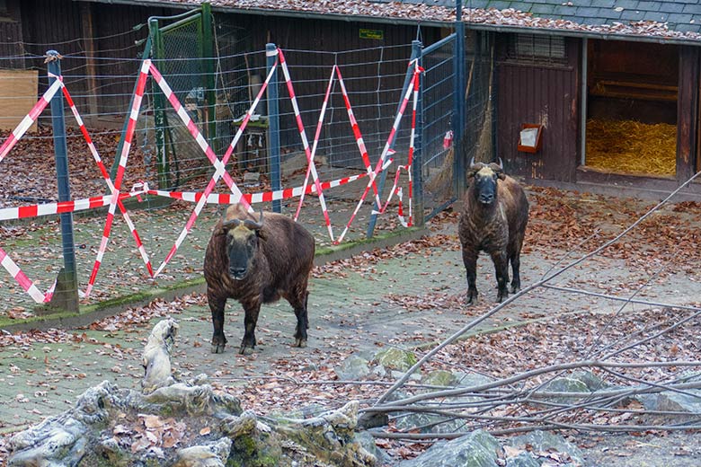 Mishmi-Takin-Mutter KARUNA und Mishmi-Takin-Tochter TASHI am 16. Dezember 2022 auf der oberen Takin-Außenanlage im Zoologischen Garten Wuppertal