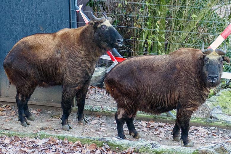 Mishmi-Takin-Tochter TASHI und Mishmi-Takin-Mutter KARUNA am 16. Dezember 2022 auf der oberen Takin-Außenanlage im Zoo Wuppertal