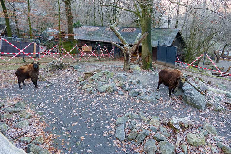 Mishmi-Takin-Tochter TASHI und Mishmi-Takin-Mutter KARUNA am 16. Dezember 2022 auf der oberen Takin-Außenanlage im Zoologischen Garten der Stadt Wuppertal