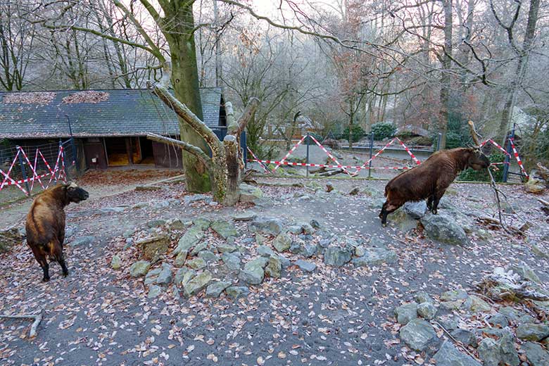 Mishmi-Takin-Tochter TASHI und Mishmi-Takin-Mutter KARUNA am 16. Dezember 2022 auf der oberen Takin-Außenanlage im Grünen Zoo Wuppertal