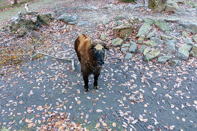 Weiblicher Mishmi-Takin TASHI am 16. Dezember 2022 auf der oberen Takin-Außenanlage im Zoo Wuppertal