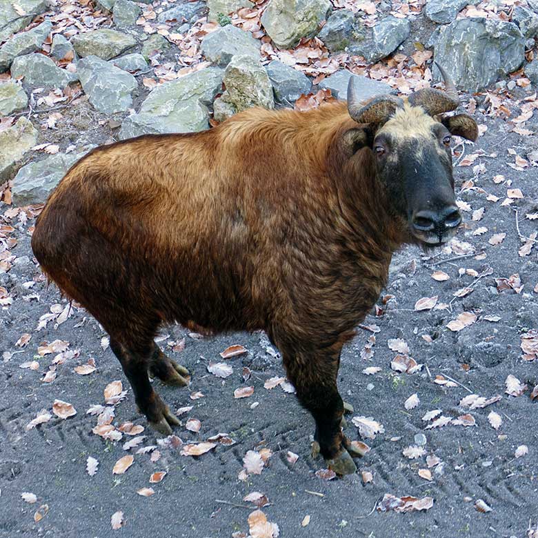 Weiblicher Mishmi-Takin TASHI am 16. Dezember 2022 auf der oberen Takin-Außenanlage im Wuppertaler Zoo