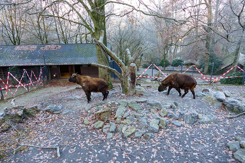 Mishmi-Takin-Tochter TASHI und Mishmi-Takin-Mutter KARUNA am 16. Dezember 2022 auf der oberen Takin-Außenanlage im Grünen Zoo Wuppertal