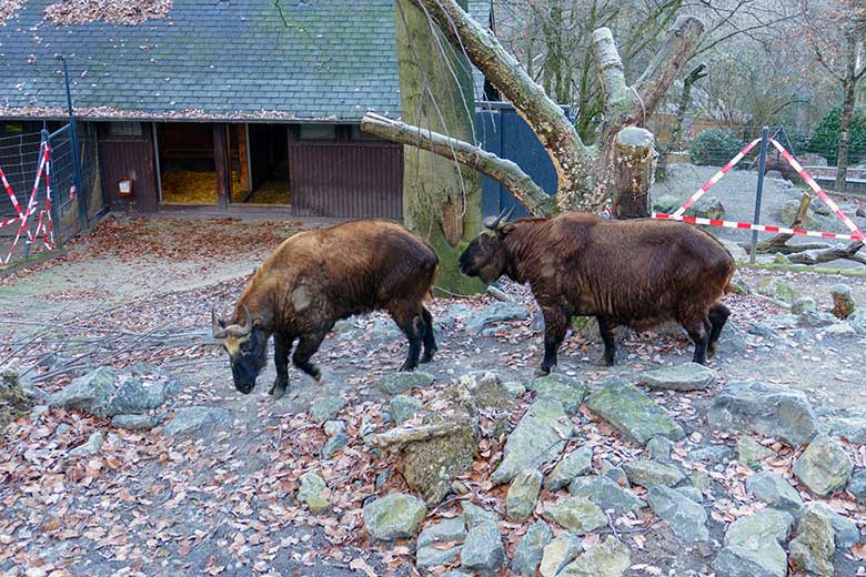 Mishmi-Takin-Tochter TASHI und Mishmi-Takin-Mutter KARUNA am 16. Dezember 2022 auf der oberen Takin-Außenanlage im Zoologischen Garten der Stadt Wuppertal