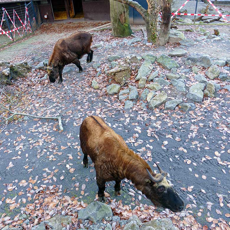 Mishmi-Takin-Tochter TASHI und Mishmi-Takin-Mutter KARUNA (hinten) am 16. Dezember 2022 auf der oberen Takin-Außenanlage im Wuppertaler Zoo