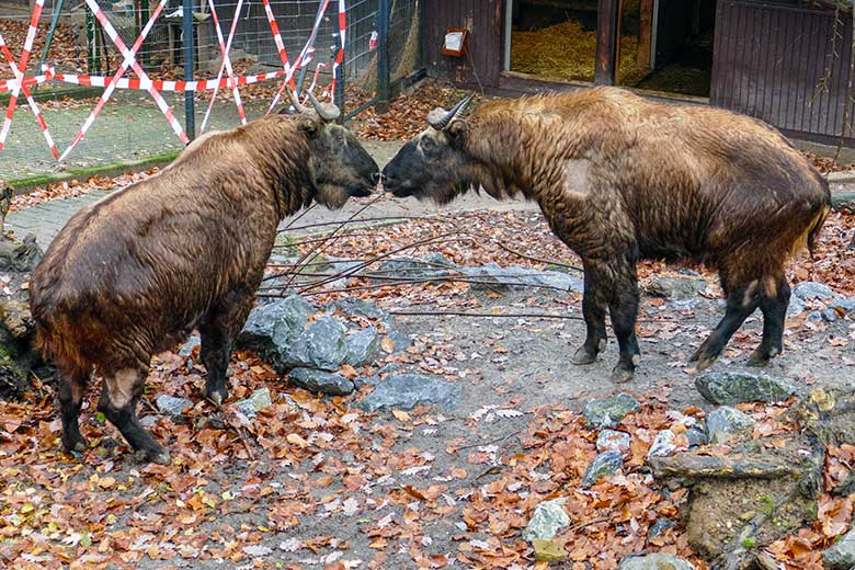 Mishmi-Takin-Mutter KARUNA und Mishmi-Takin-Tochter TASHI am 19. Dezember 2022 auf der oberen Takin-Außenanlage im Grünen Zoo Wuppertal