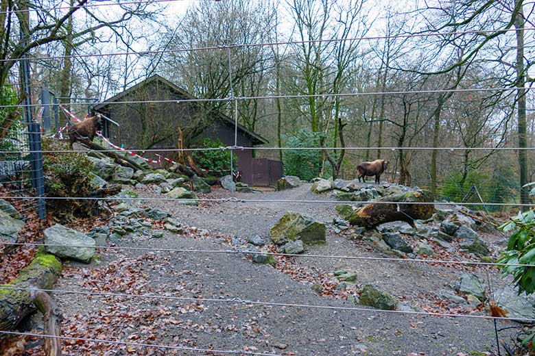 Mishmi-Takin-Tochter TASHI und Mishmi-Takin-Mutter KARUNA am 2. Januar 2023 auf der unteren Außenanlage im Grünen Zoo Wuppertal