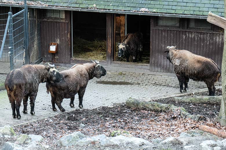 Mishmi-Takin-Kühe MINJA, KARUNA, ROLI und TASHI am 7. Februar 2023 auf der oberen Außenanlage im Grünen Zoo Wuppertal