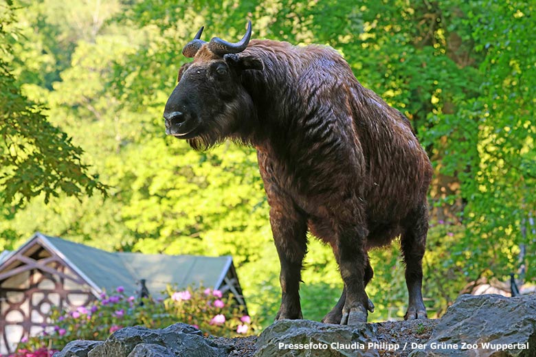 Weiblicher Mishmi-Takin am 4. Juni 2023 auf der jetzigen oberen Außenanlage im Grünen Zoo Wuppertal (Pressefoto Claudia Philipp - Der Grüne Zoo Wuppertal)