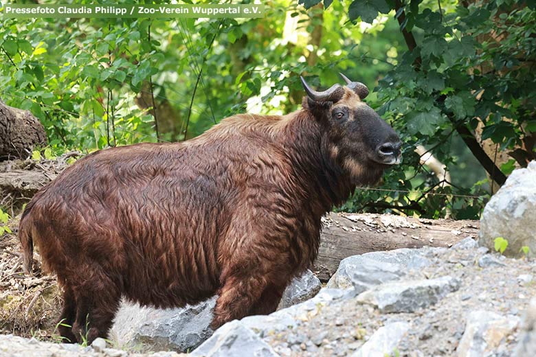 Weiblicher Mishmi-Takin am 16. Juni 2023 auf der neuen Takinanlage im Grünen Zoo Wuppertal (Pressefoto Claudia Philipp - Zoo-Verein Wuppertal e.V.)