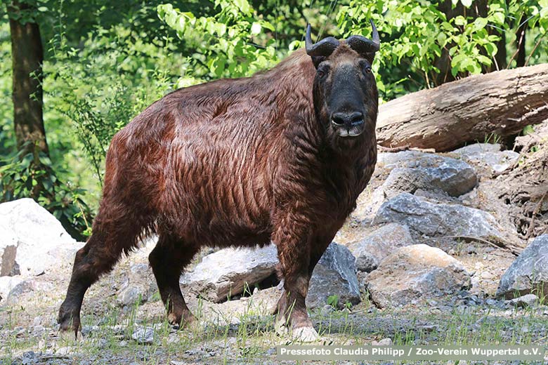 Weiblicher Mishmi-Takin am 15. Juni 2023 auf der neuen Takinanlage im Grünen Zoo Wuppertal (Pressefoto Claudia Philipp - Zoo-Verein Wuppertal e.V.)