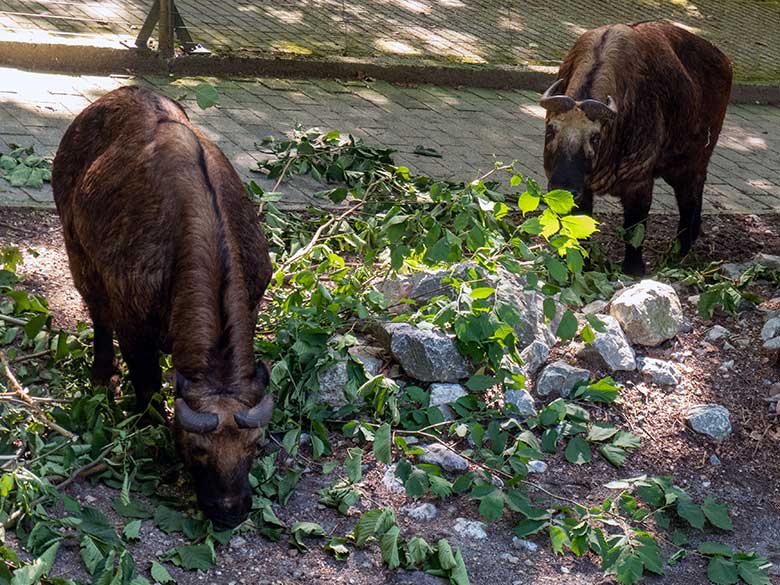 Mishmi-Takin-Kuh ROLI mit ihrer Mishmi-Takin-Tochter MINJA am 11. Juli 2023 auf der oberen Außenanlage im Zoologischen Garten Wuppertal