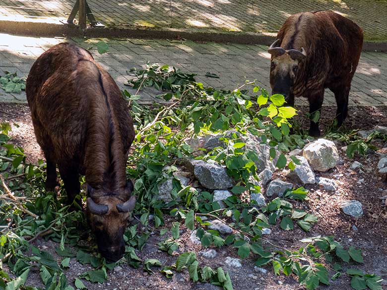 Mishmi-Takin-Kuh ROLI mit ihrer Mishmi-Takin-Tochter MINJA am 11. Juli 2023 auf der oberen Außenanlage im Zoologischen Garten Wuppertal
