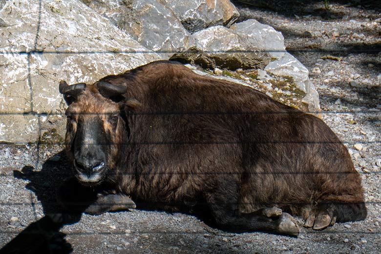 Mishmi-Takin-Kuh ROLI am 16. Juli 2023 auf der unteren Außenanlage im Grünen Zoo Wuppertal
