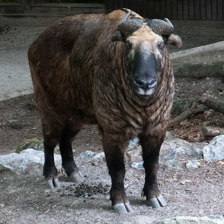 Mishmi-Takin-Kuh MINJA am 19. Juli 2023 auf der oberen Außenanlage im Grünen Zoo Wuppertal