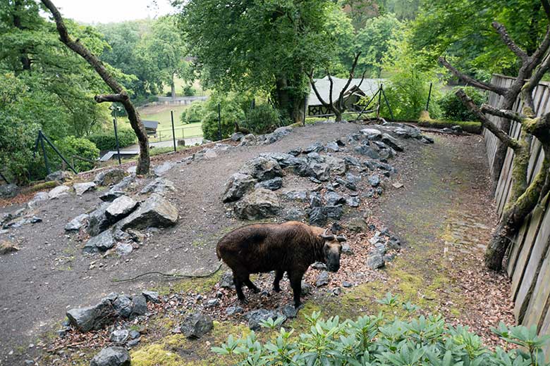 Mishmi-Takin-Kuh MINJA am 19. Juli 2023 auf der oberen Außenanlage im Wuppertaler Zoo