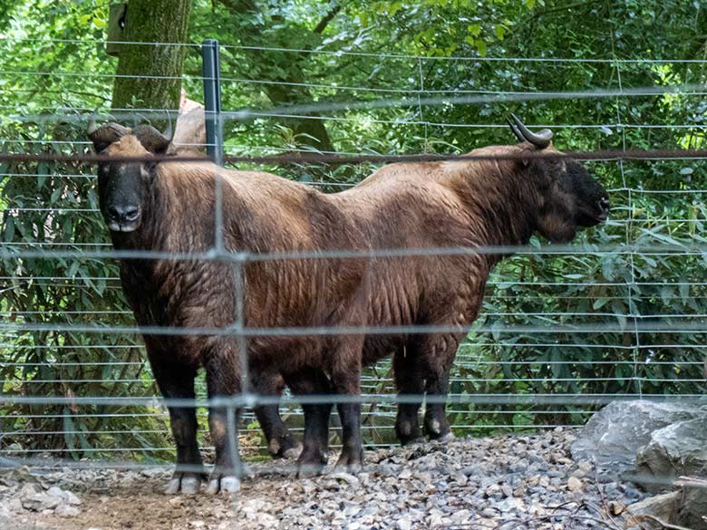 Mishmi-Takin-Kühe TASHI und KARUNA am 19. Juli 2023 hinter dem Zaun der unteren Erweiterungs-Anlage im Wuppertaler Zoo