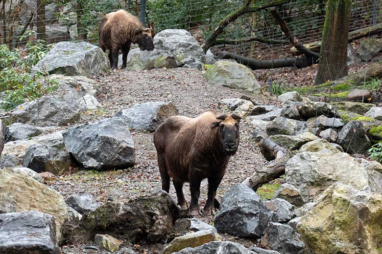 Mishmi-Takin-Kühe KARUNA und TASHI am 13. Dezember 2023 auf der größeren Erweiterungsanlage im Wuppertaler Zoo