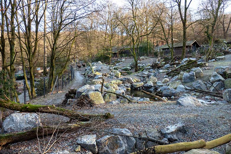 Mishmi-Takin-Kühe KARUNA und TASHI am 8. Januar 2024 auf der größeren Erweiterungsanlage im Zoologischen Garten der Stadt Wuppertal