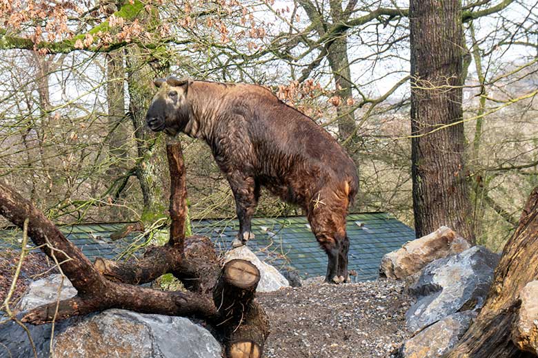 Mishmi-Takin-Kuh MINJA am 10. Februar 2024 neben dem neuen Unterstand auf der oberen Außenanlage im Zoo Wuppertal