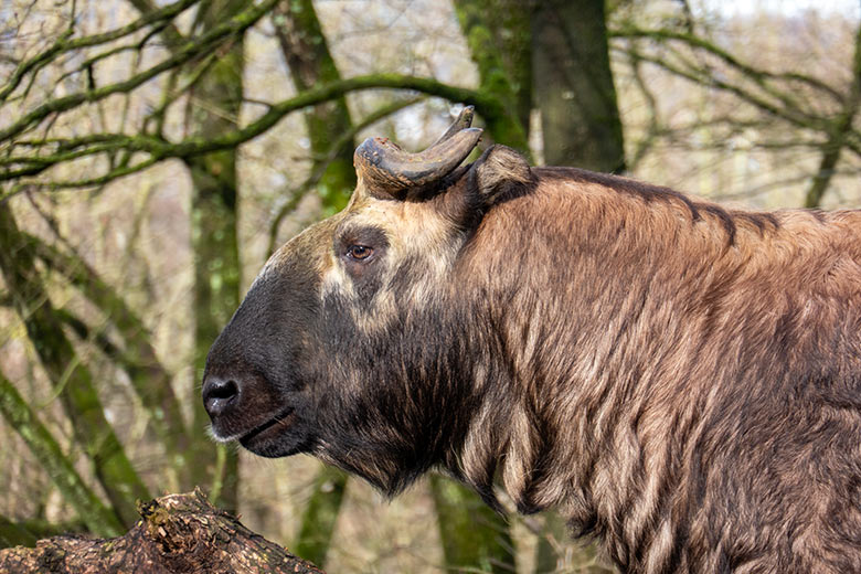 Mishmi-Takin-Kuh MINJA am 10. Februar 2024 neben dem neuen Unterstand auf der oberen Außenanlage im Zoo Wuppertal