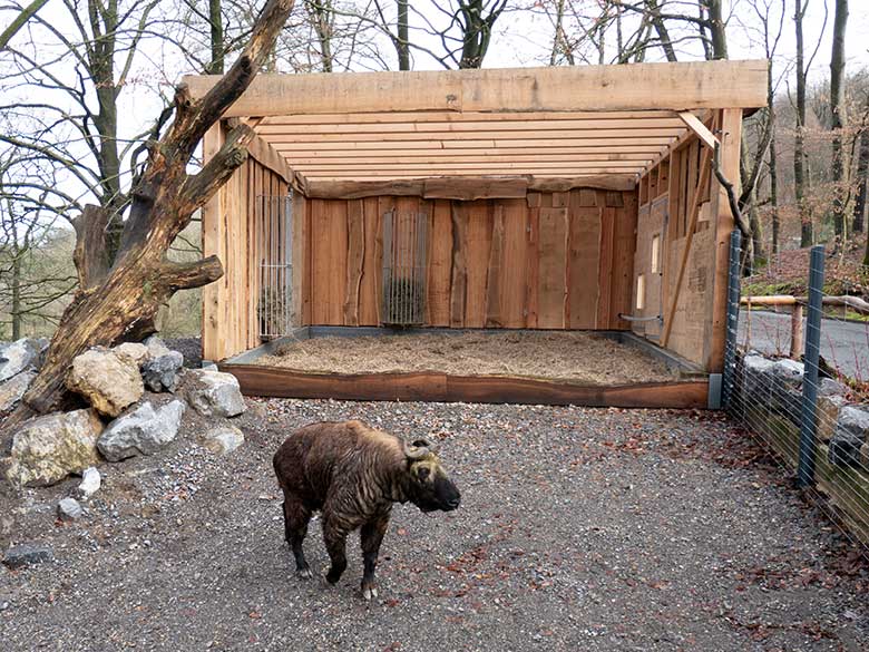 Mishmi-Takin-Kuh MINJA am 10. Februar 2024 neben dem neuen Unterstand auf der oberen Außenanlage im Wuppertaler Zoo