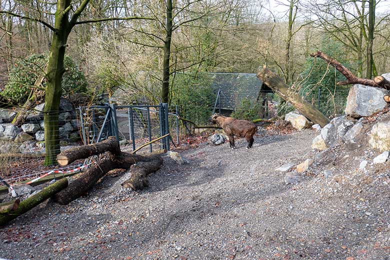 Mishmi-Takin-Kuh MINJA am 10. Februar 2024 neben dem neuen Unterstand auf der oberen Außenanlage im Grünen Zoo Wuppertal