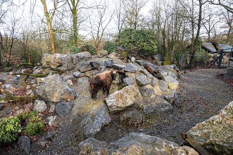 Mishmi-Takin-Kuh TASHI am 10. Februar 2024 auf dem oberen Teil der Erweiterungs-Anlage im Grünen Zoo Wuppertal