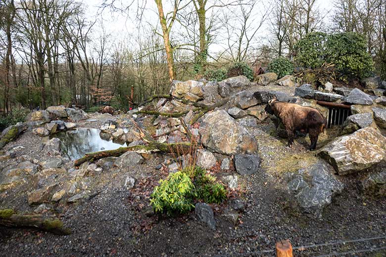 Mishmi-Takin-Kühe TASHI und KARUNA (links hinten) am 10. Februar 2024 auf dem oberen Teil der Erweiterungs-Anlage im Wuppertaler Zoo