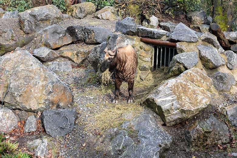 Mishmi-Takin-Kuh TASHI am 10. Februar 2024 auf dem oberen Teil der Erweiterungs-Anlage im Grünen Zoo Wuppertal