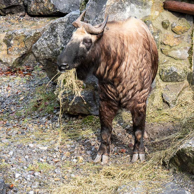 Mishmi-Takin-Kuh TASHI am 10. Februar 2024 auf dem oberen Teil der Erweiterungs-Anlage im Zoo Wuppertal