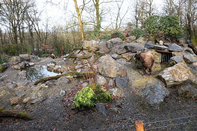 Mishmi-Takin-Kühe TASHI und KARUNA (links hinten) am 10. Februar 2024 auf dem oberen Teil der Erweiterungs-Anlage im Wuppertaler Zoo