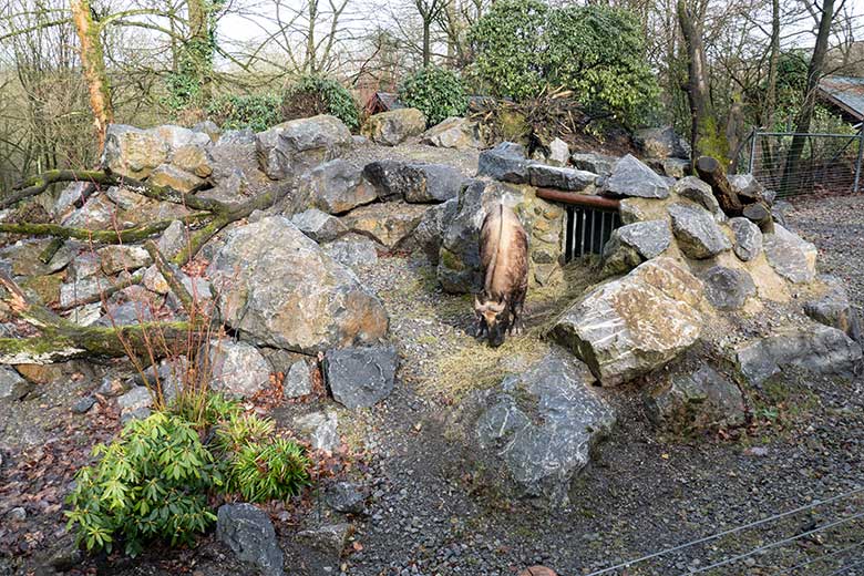 Mishmi-Takin-Kuh TASHI am 10. Februar 2024 auf dem oberen Teil der Erweiterungs-Anlage im Zoologischen Garten Wuppertal