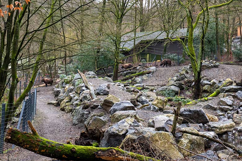 Mishmi-Takin-Kühe KARUNA, TASHI und MINJA am 19. Februar 2024 auf der Erweiterungs-Anlage im Grünen Zoo Wuppertal