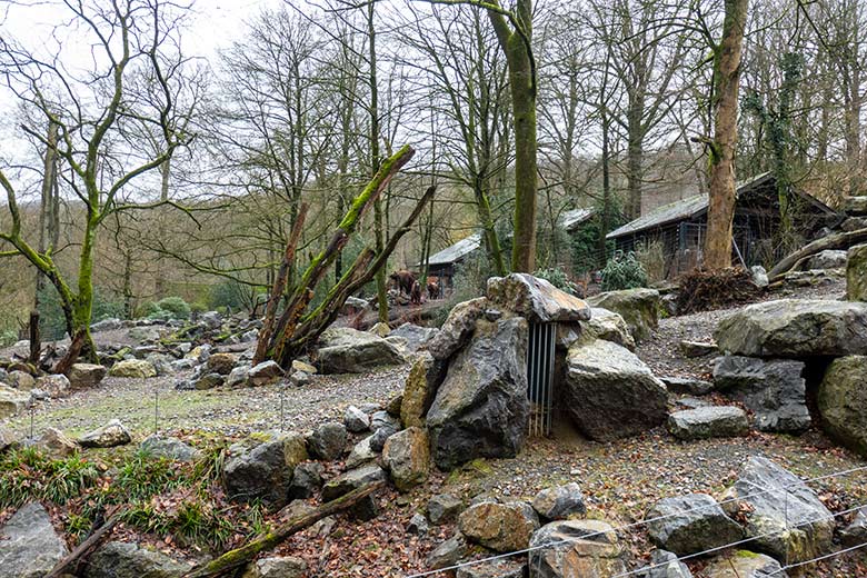 Mishmi-Takin-Kühe MINJA, TASHI und KARUNA am 19. Februar 2024 auf der Erweiterungs-Anlage im Grünen Zoo Wuppertal