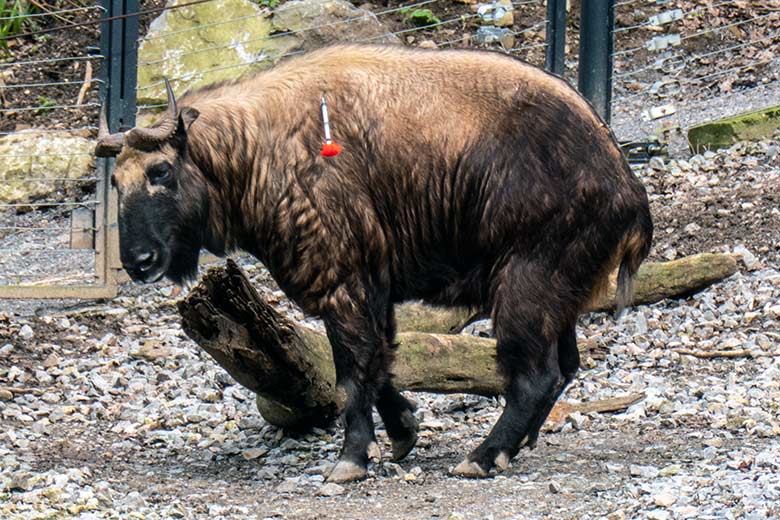 Mishmi-Takin-Kuh TASHI mit einem Impfpfeil im Fell am 26. März 2024 auf dem großen Teilbereich der Takin-Außenanlage im Grünen Zoo Wuppertal