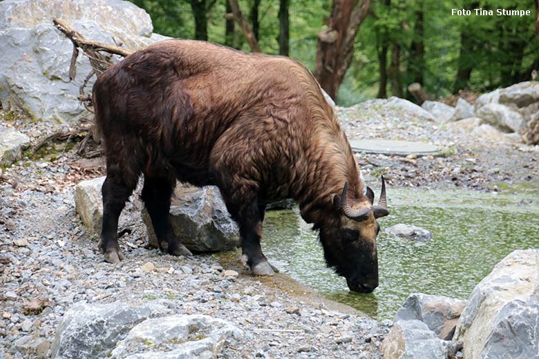 Mishmi-Takin-Kuh TASHI am 14. April 2024 am oberen Wasser des großen Teilbereichs der Takin-Außenanlage im Grünen Zoo Wuppertal (Foto Tina Stumpe)