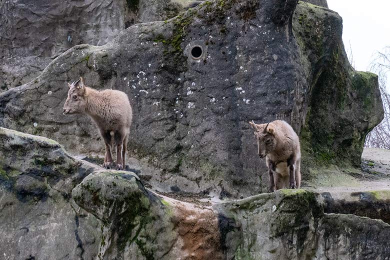 Weibliche Westkaukasische Steinböcke am 1. Januar 2025 auf der Steinbock-Anlage im Wuppertaler Zoo