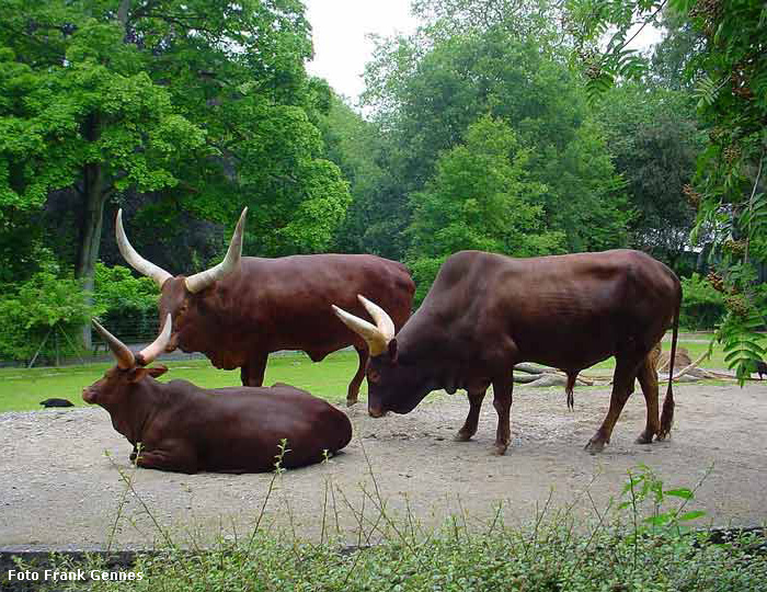 Watussirinder im Wuppertaler Zoo im Juni 2004 (Foto Frank Gennes)