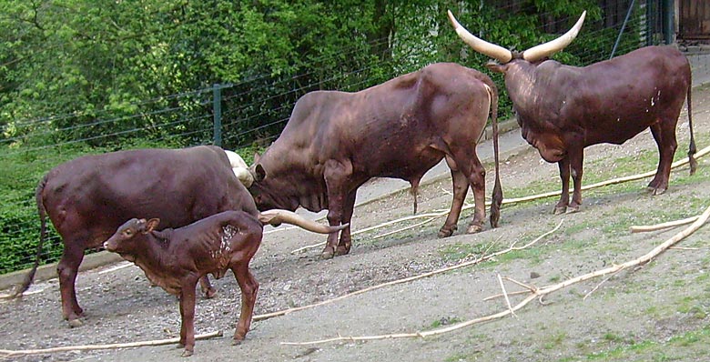 Watussirinder mit Kalb im Zoo Wuppertal im Mai 2008