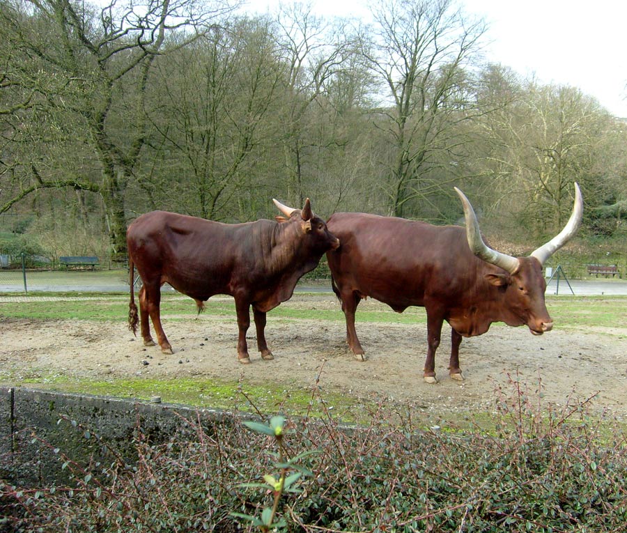 Watussirinder im Wuppertaler Zoo im März 2010