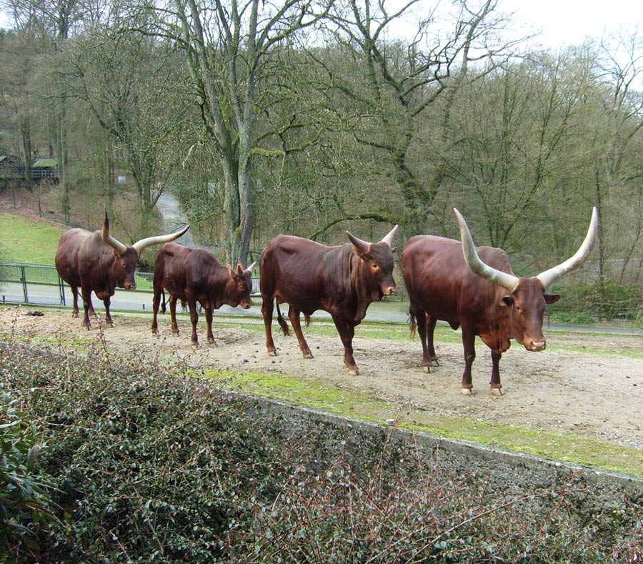 Watussirinder im Zoo Wuppertal im März 2010