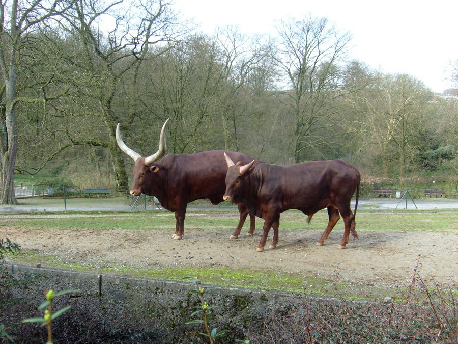 Watussirinder im Zoologischen Garten Wuppertal im März 2010