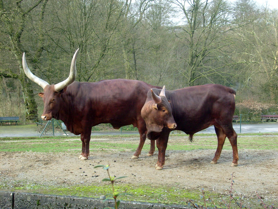 Watussirinder im Wuppertaler Zoo im März 2010