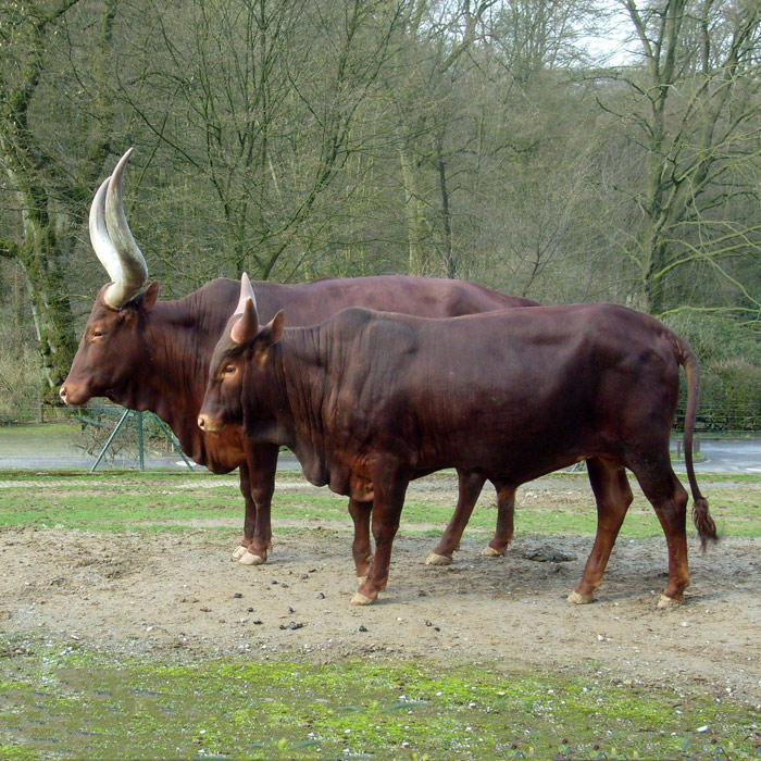 Watussirinder im Wuppertaler Zoo im März 2010