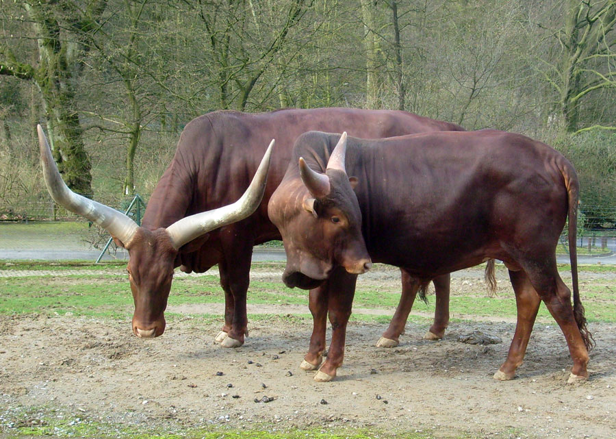 Watussirinder im Zoologischen Garten Wuppertal im März 2010